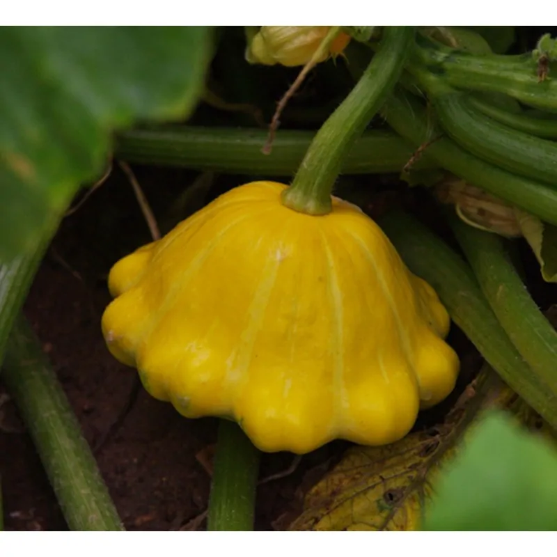 SQUASH Ukrainian Solnyshko Justin's Tomatoes