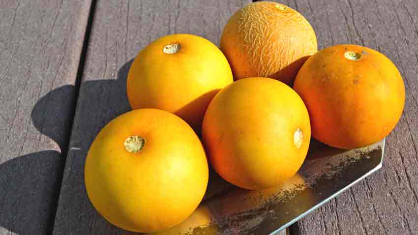 MELON - Mango Melon or Peach Vine