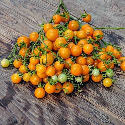 TOMATO - Orange Centiflor Cherry