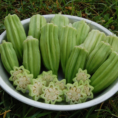 OKRA - Star of David / Old Fashioned