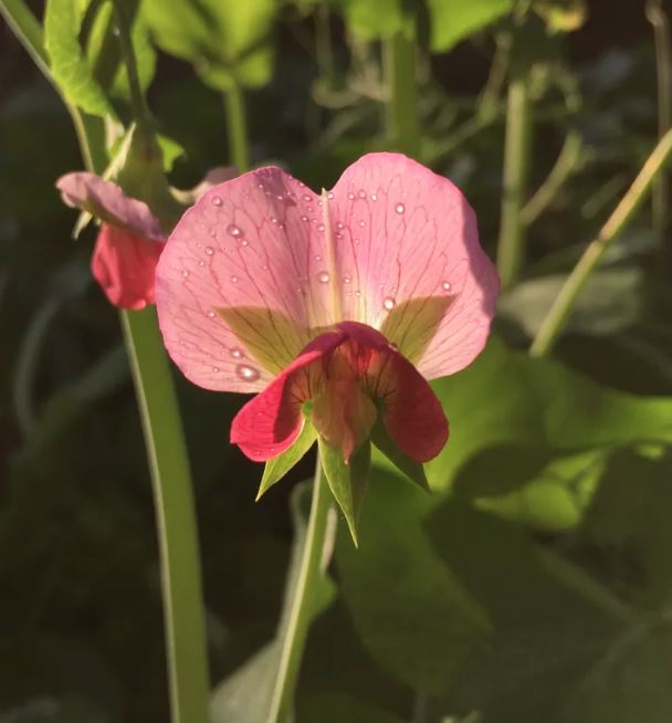 PEAS - Magnolia Tendril