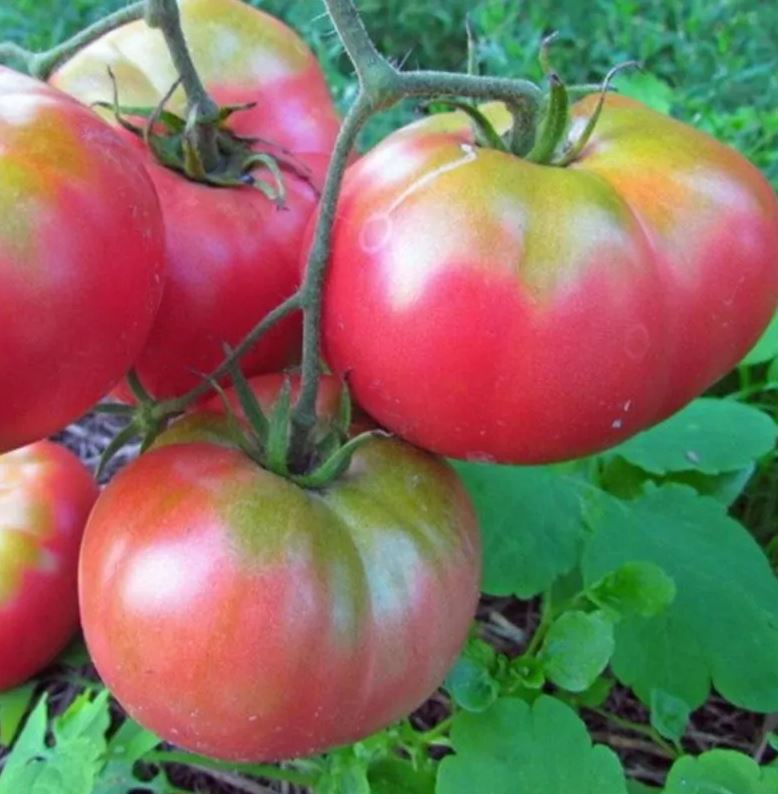 TOMATO - Ukrainian Crimson Potato