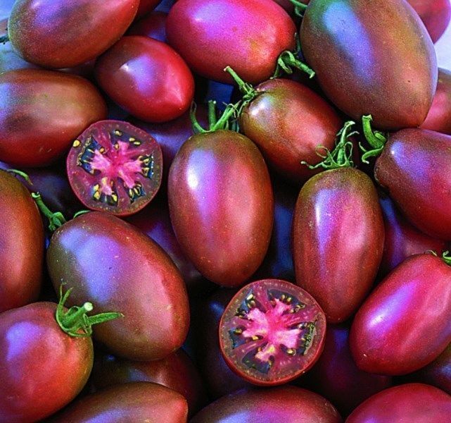 TOMATO - Ukrainian Purple Plum