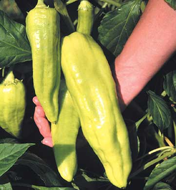 PEPPER - Giant Aconcagua Sweet