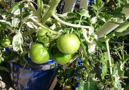 TOMATO - Moonlight Mile Cherry