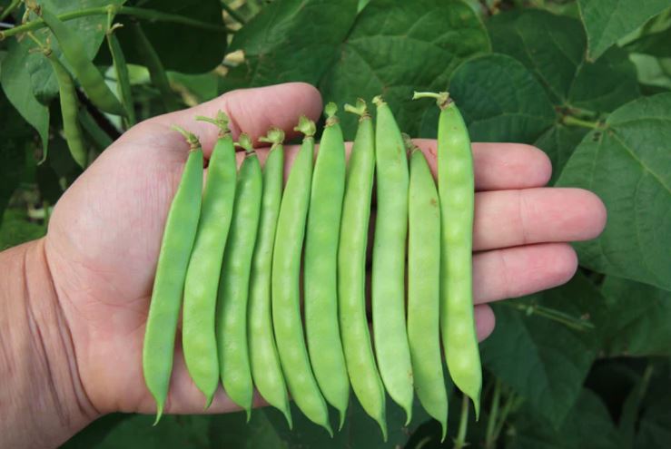 BEAN - Greasy Grit Bean