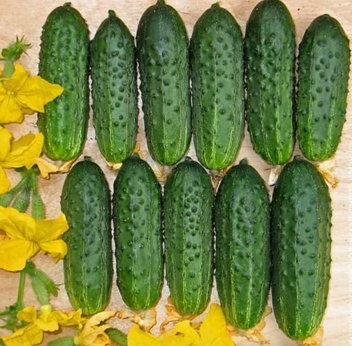 CUCUMBER - Ukrainian Serpantin
