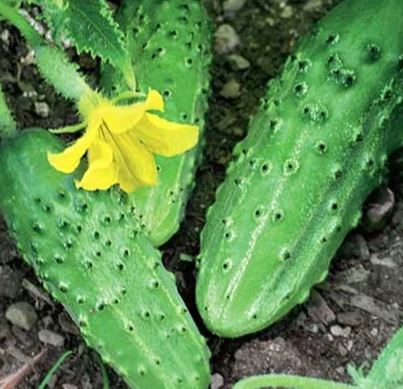 CUCUMBER - Ukrainian Dzherelo