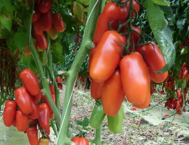 TOMATO - Ukrainian Kibts