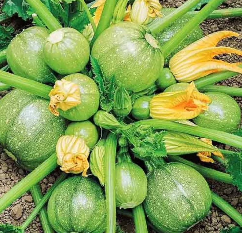 SQUASH - Ukrainian Popsik Zucchini