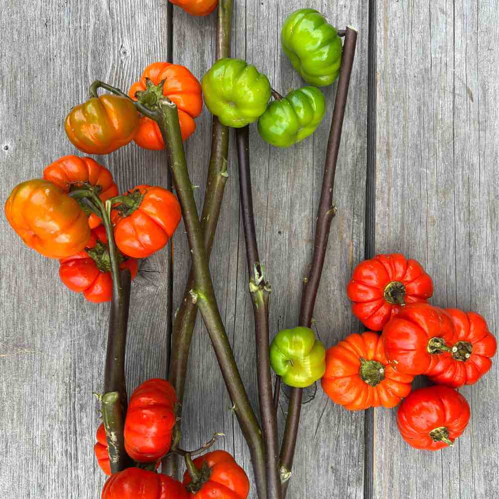 EGGPLANT - Pumpkin on a Stick