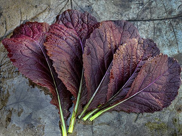 MUSTARD / GREENS - Japanese Giant Red