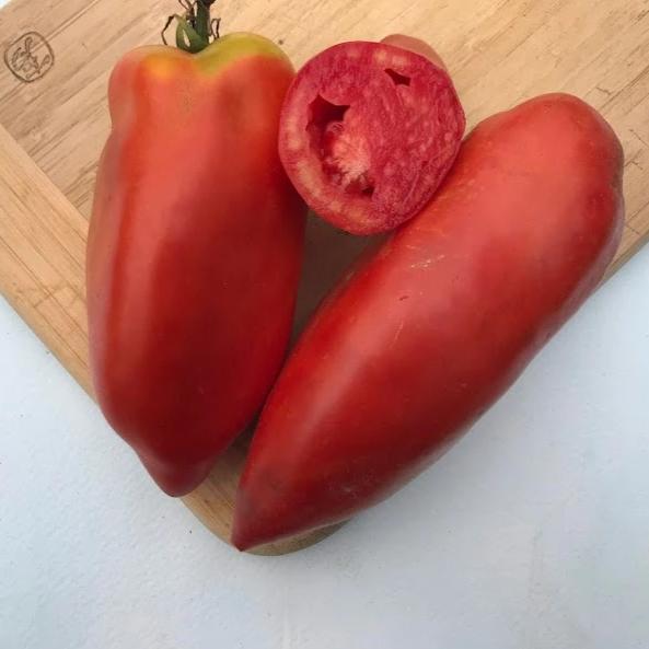 TOMATO - Opalka