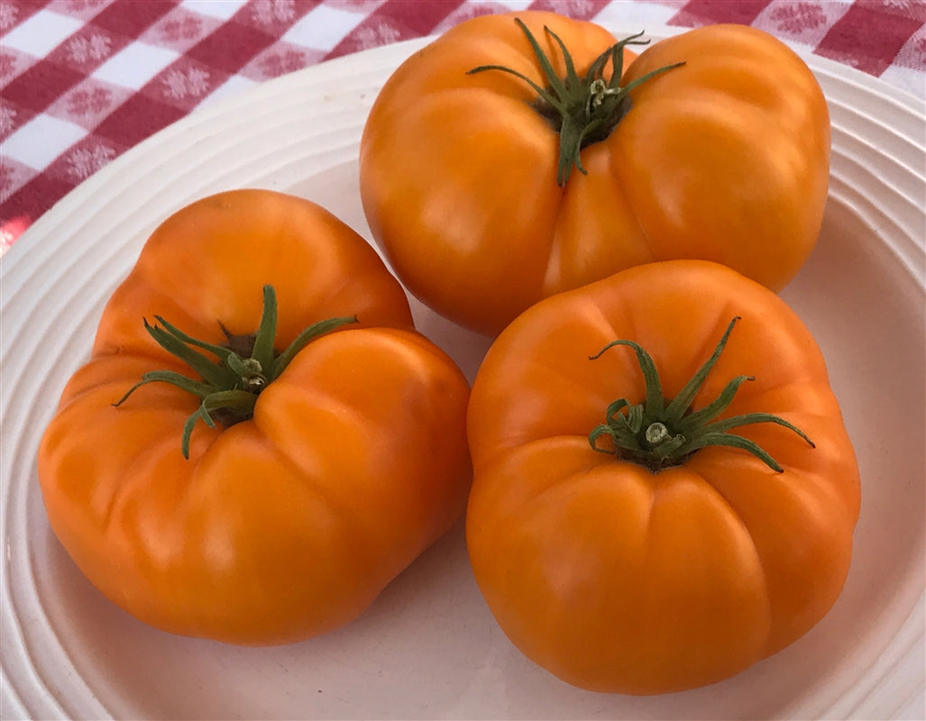 TOMATO - Yellow Bosnian