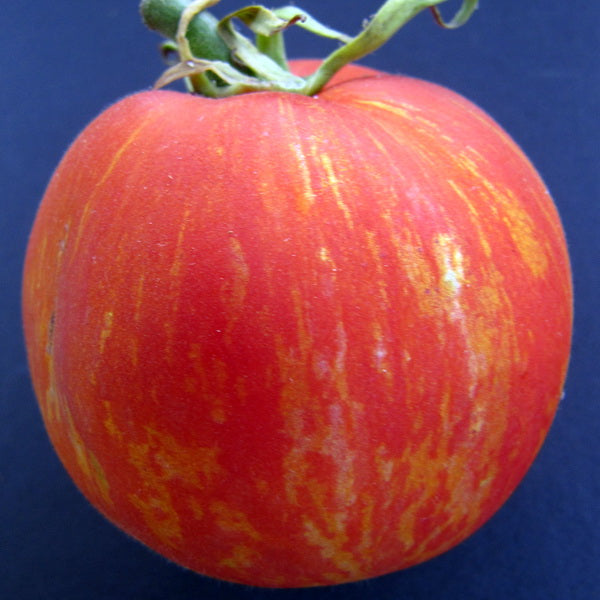 TOMATO - Red Furry Boar