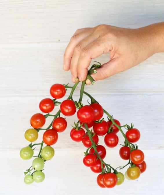 TOMATO - Sweet Aperitif Cherry