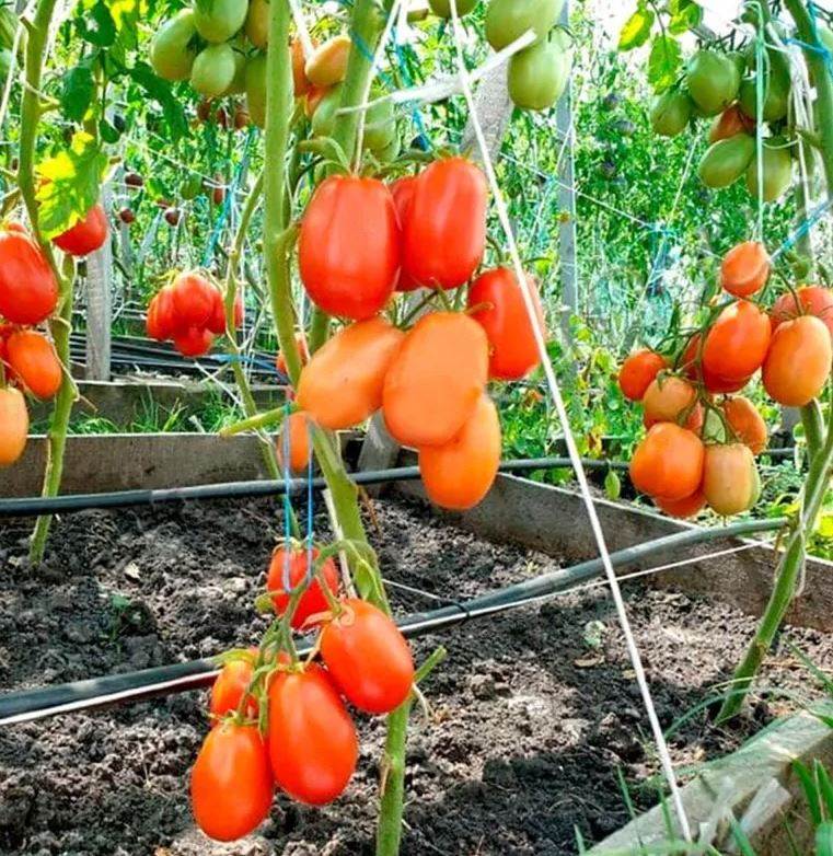 TOMATO - Ukrainian Red Cream Bendrik