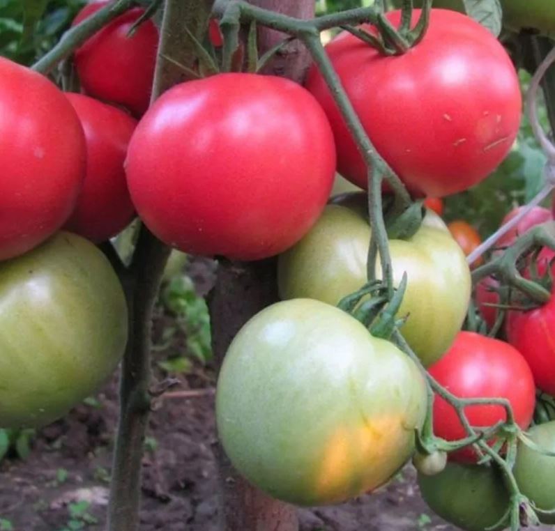 TOMATO - Ukrainian Ozharovsky Crimson