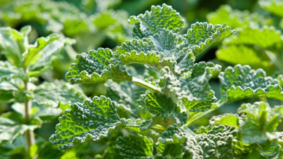 HERB - White Horehound