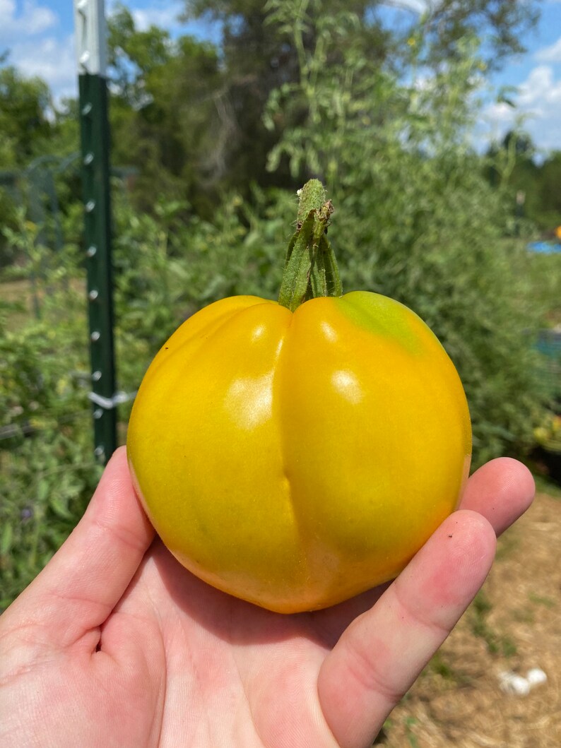 TOMATO - Your Majesty