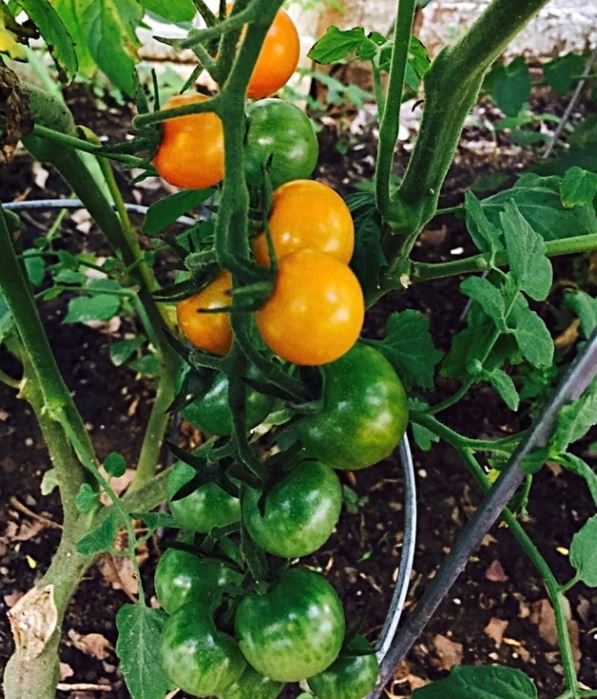 TOMATO - Hartman's Gooseberry