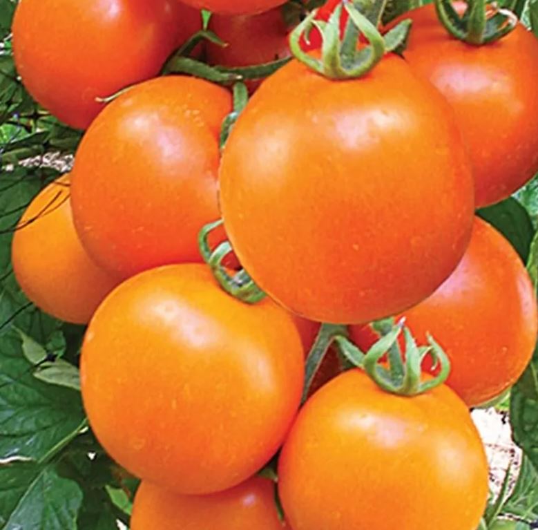 TOMATO - Ukrainian Kolyadnik