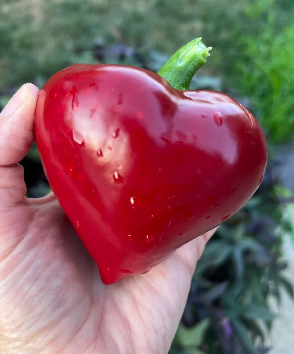 PEPPER - Ukrainian Lesya