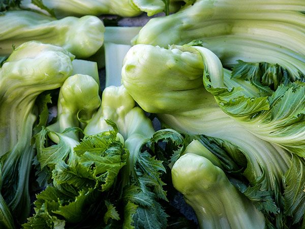 GREENS / MUSTARD - Unzen Kobu Takana Leaf Vegetable