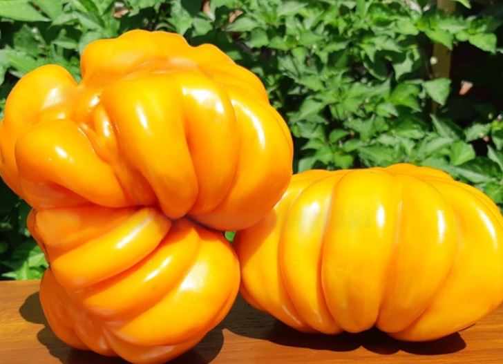 TOMATO - Orange Accordian