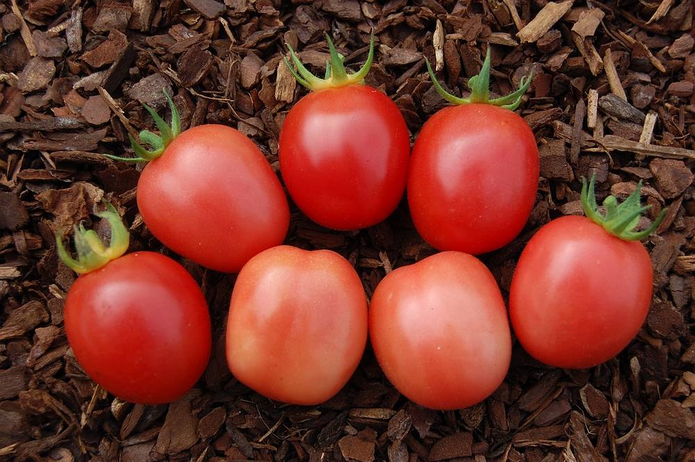 TOMATO - Pearly Pink Cherry