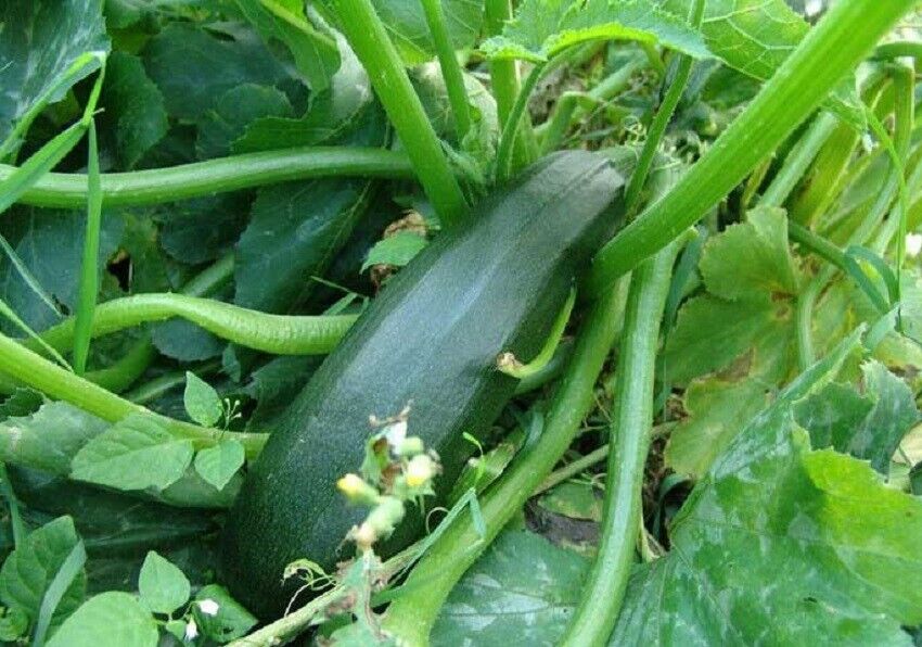 SQUASH - Tsukesha Zucchini