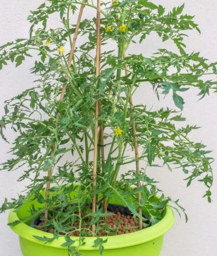 TOMATO - Silvery Fir Tree