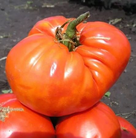 TOMATO - Ukrainian Sugar Giant