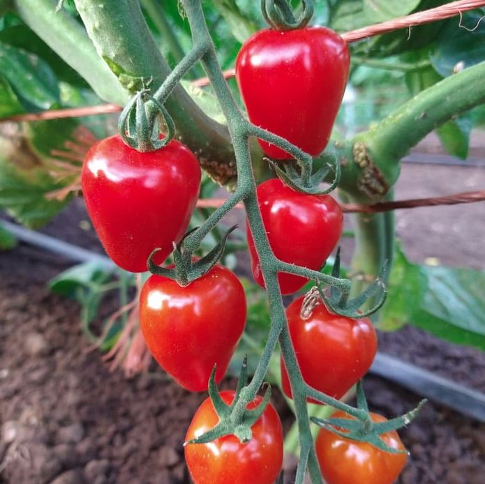 TOMATO - Sweetheart Cherry