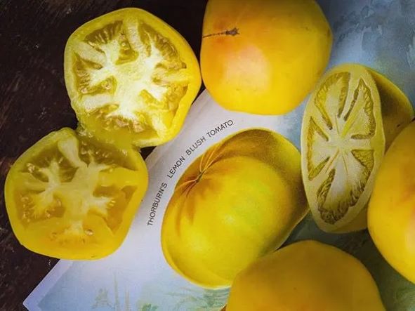 TOMATO - Thornburn's Lemon Blush