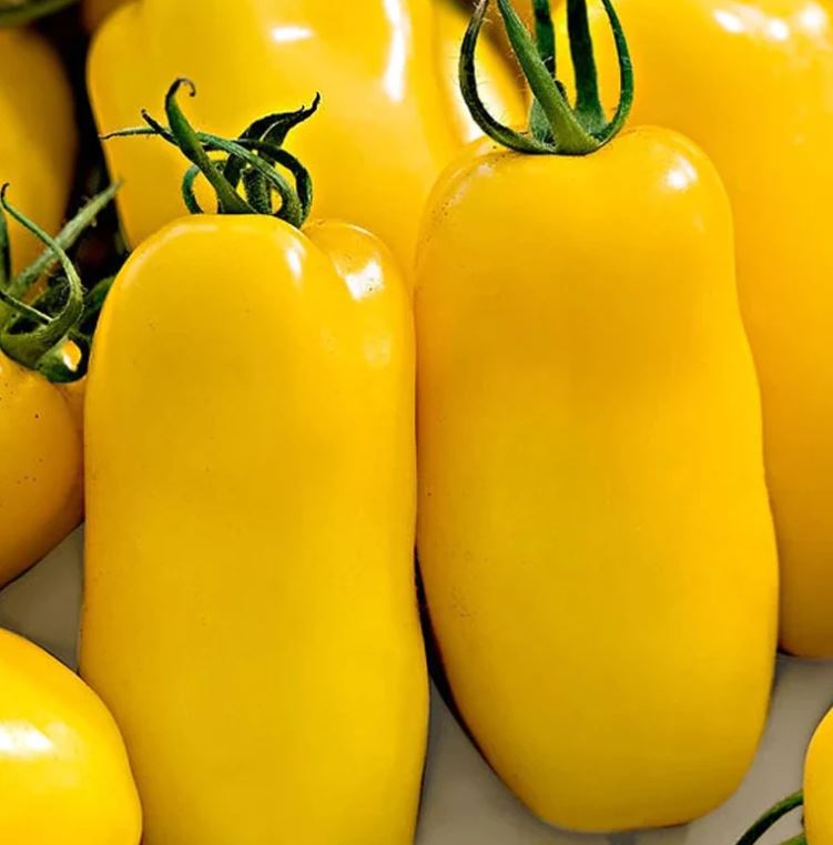 TOMATO - Yellow Banana Legs
