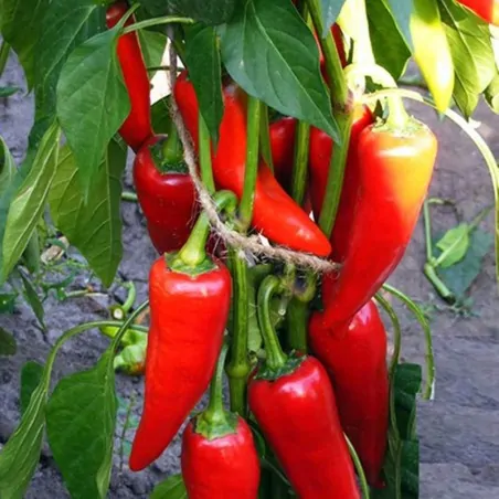 PEPPER - Ukrainian Chili Pepper Kharuz
