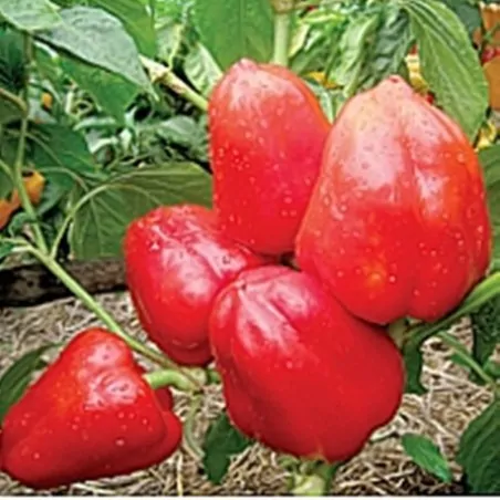 PEPPER - Ukrainian Shorok Balls