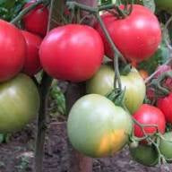 TOMATO - Ukrainian Ozharovsky Crimson