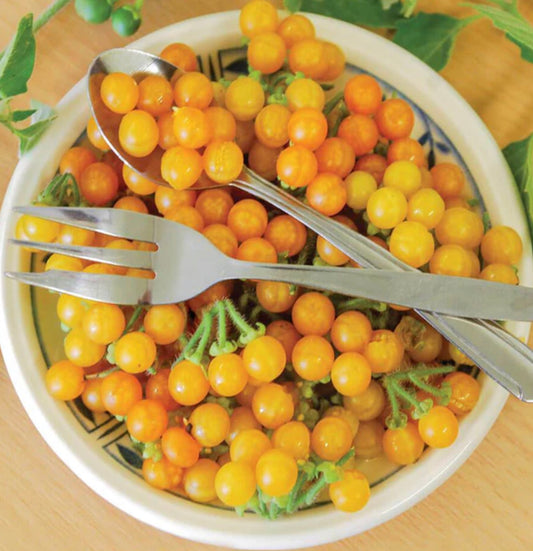 BERRY - Solanum Golden Pearl