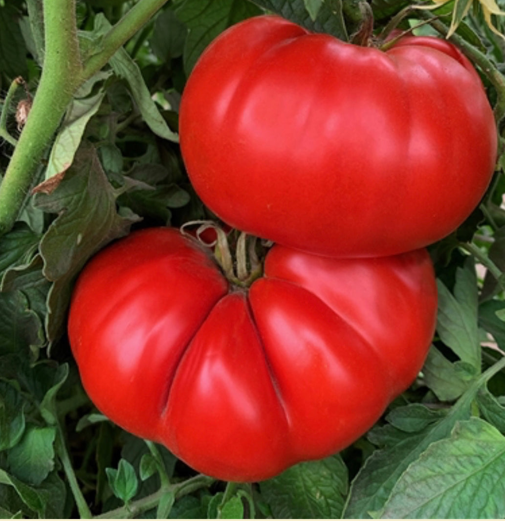 TOMATO - Merrill Schultz Beefsteak