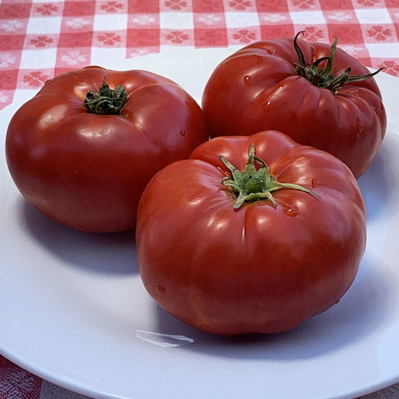 TOMATO - Merrill Schultz Beefsteak