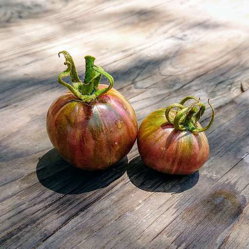 TOMATO - Moonlight Mile Cherry