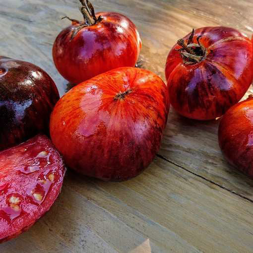 TOMTATO - Queen of the Night