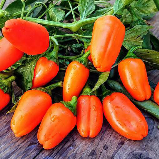 PEPPER - Hamik Hybrid