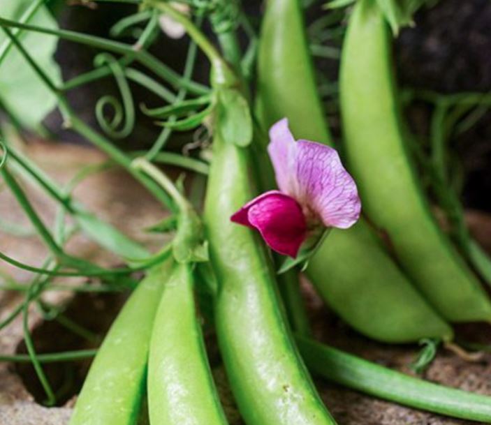 PEAS - Magnolia Tendril