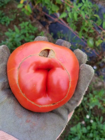 TOMATO - Monkey Ass