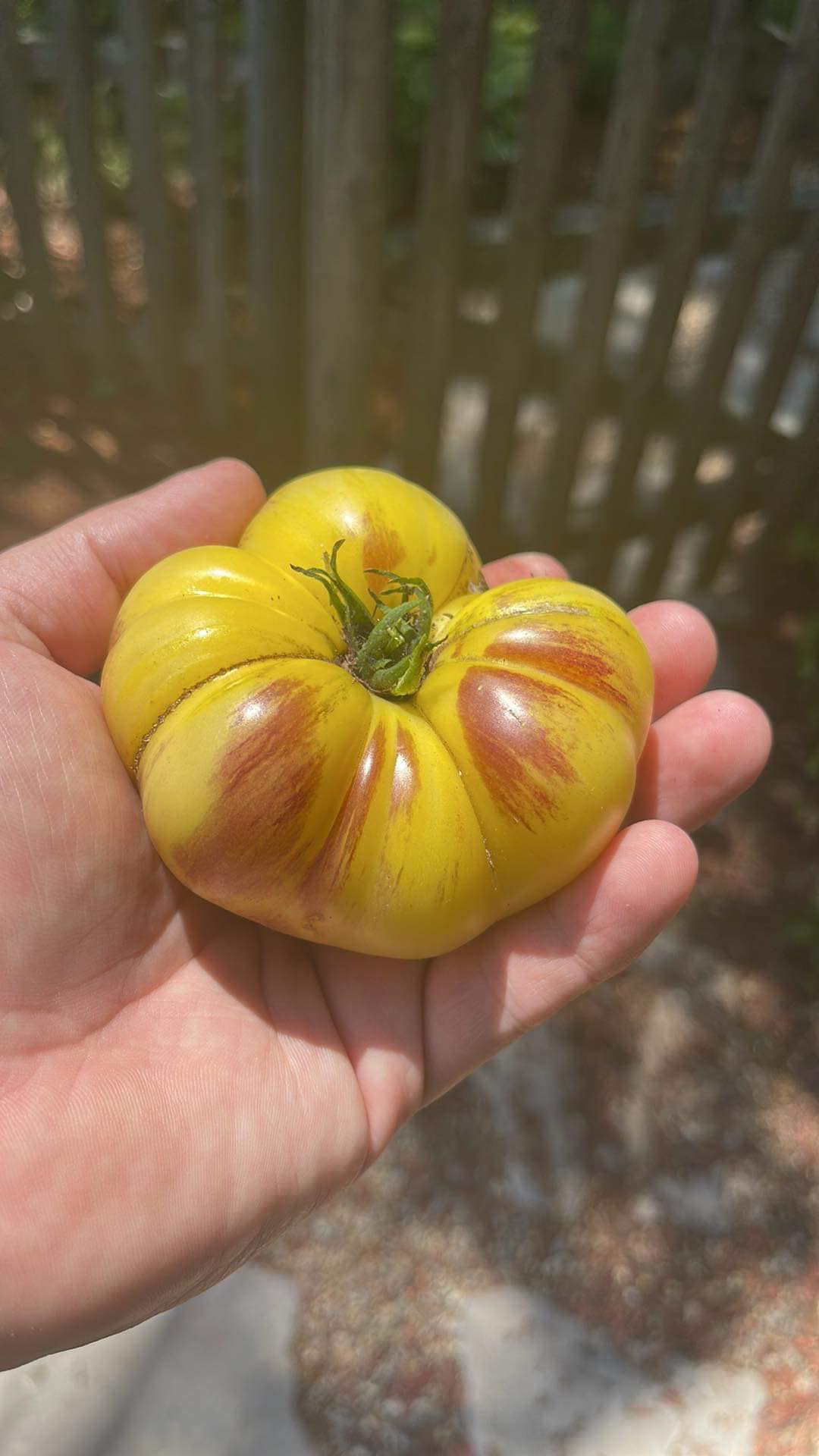 TOMATO - Sart Rolaise