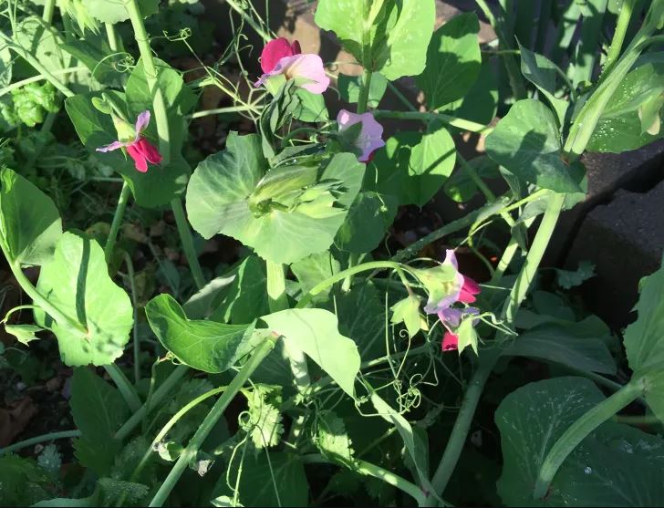 PEAS - Magnolia Tendril