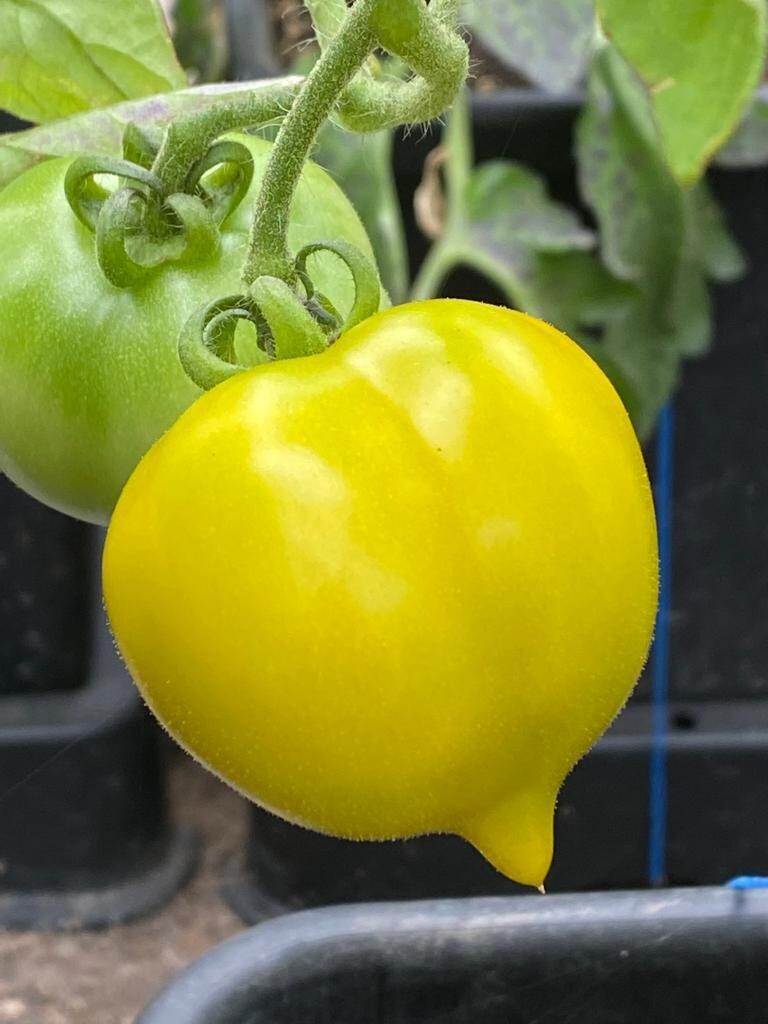 TOMATO - Dean Hailey's Rainbow